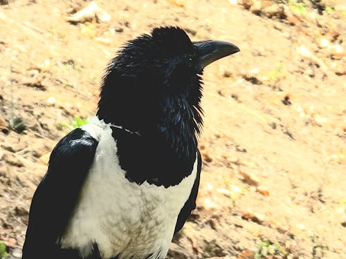Gratis lagerfoto af fugle, khwangwala, sort og hvid fugl