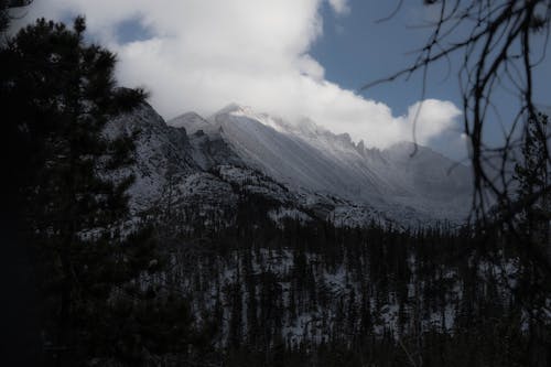 Forest in Valley in Mountains in Winter