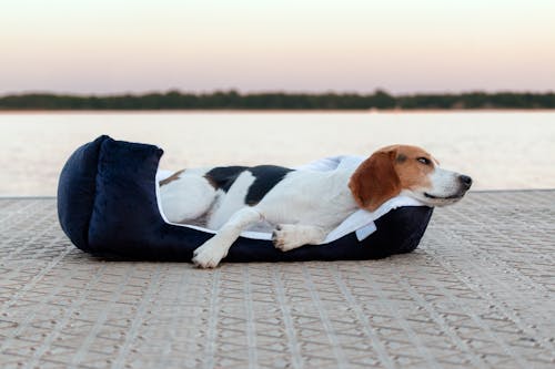 Beagle dog sleeping on a pillow on the beach at sunset.