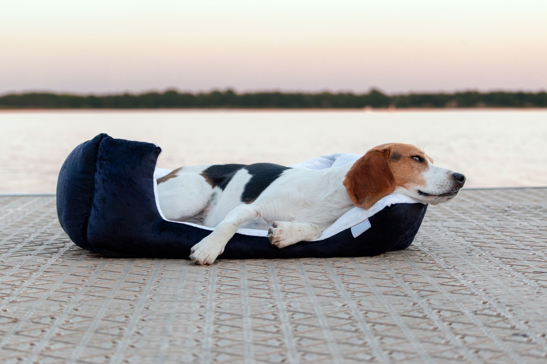 pexels-photo-19908684 Combien de temps dort un chien : le vrai rythme de sommeil selon l'âge et la race
