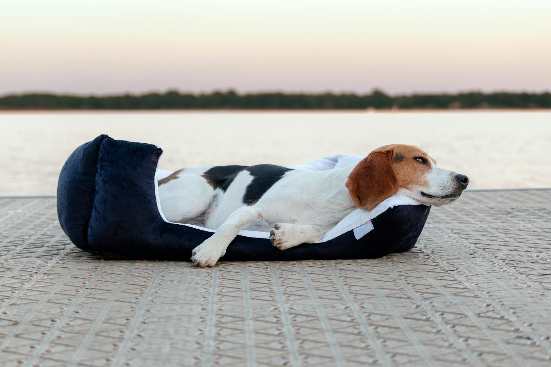 Beagle hund som sover på en kudde på stranden vid solnedgången.