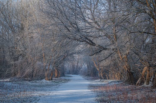 Snow on Footpath in Forest