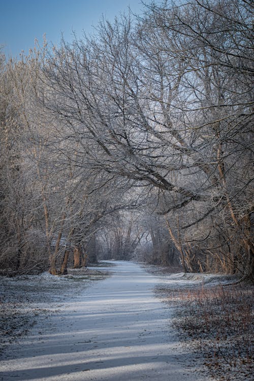 View of a Snowy Pathway and Frosty Trees in a Park 