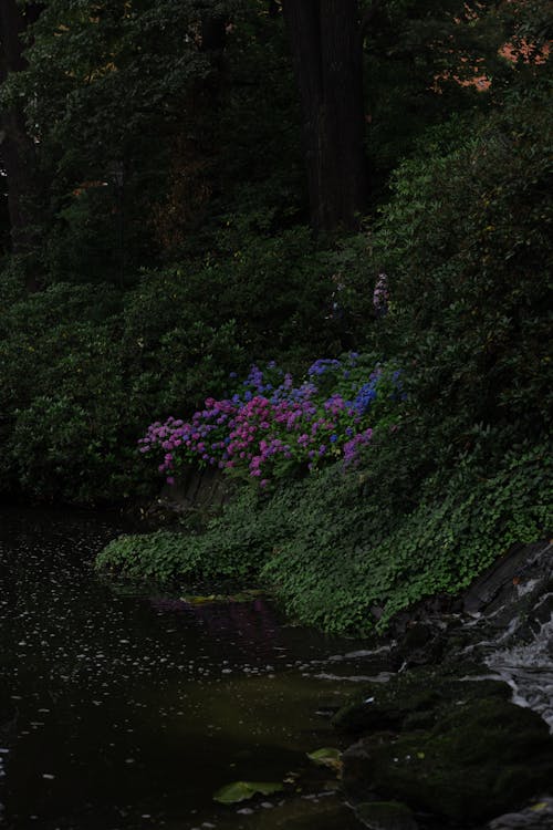 Бесплатное стоковое фото с вертикальный выстрел, водоем, деревья