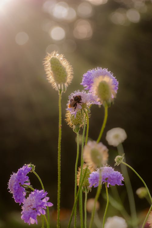 Ilmainen kuvapankkikuva tunnisteilla auringonvalo, kasvikunta, kasvit