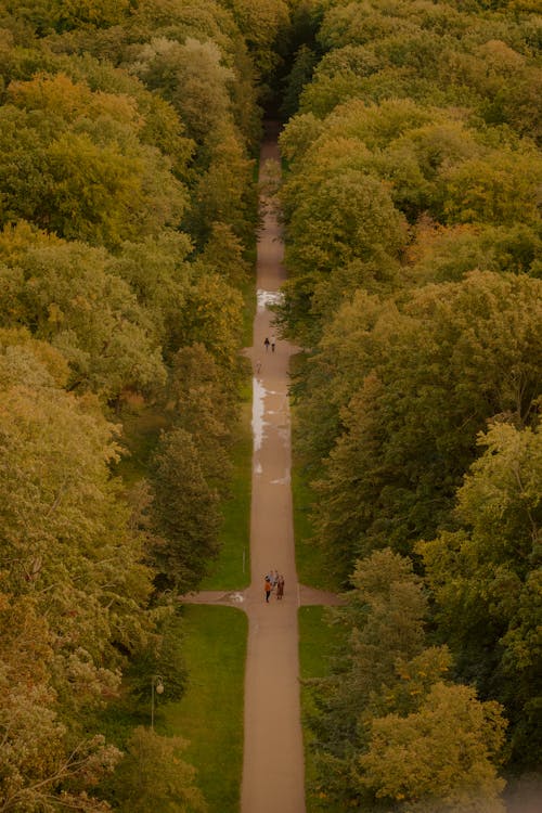 Aerial View of a Straight Walkway between Trees in a Park 