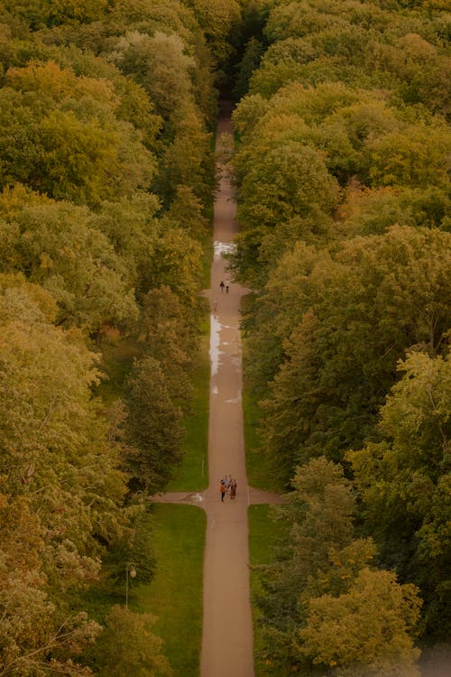 Photos gratuites de allées piétonnes, arbres, automne