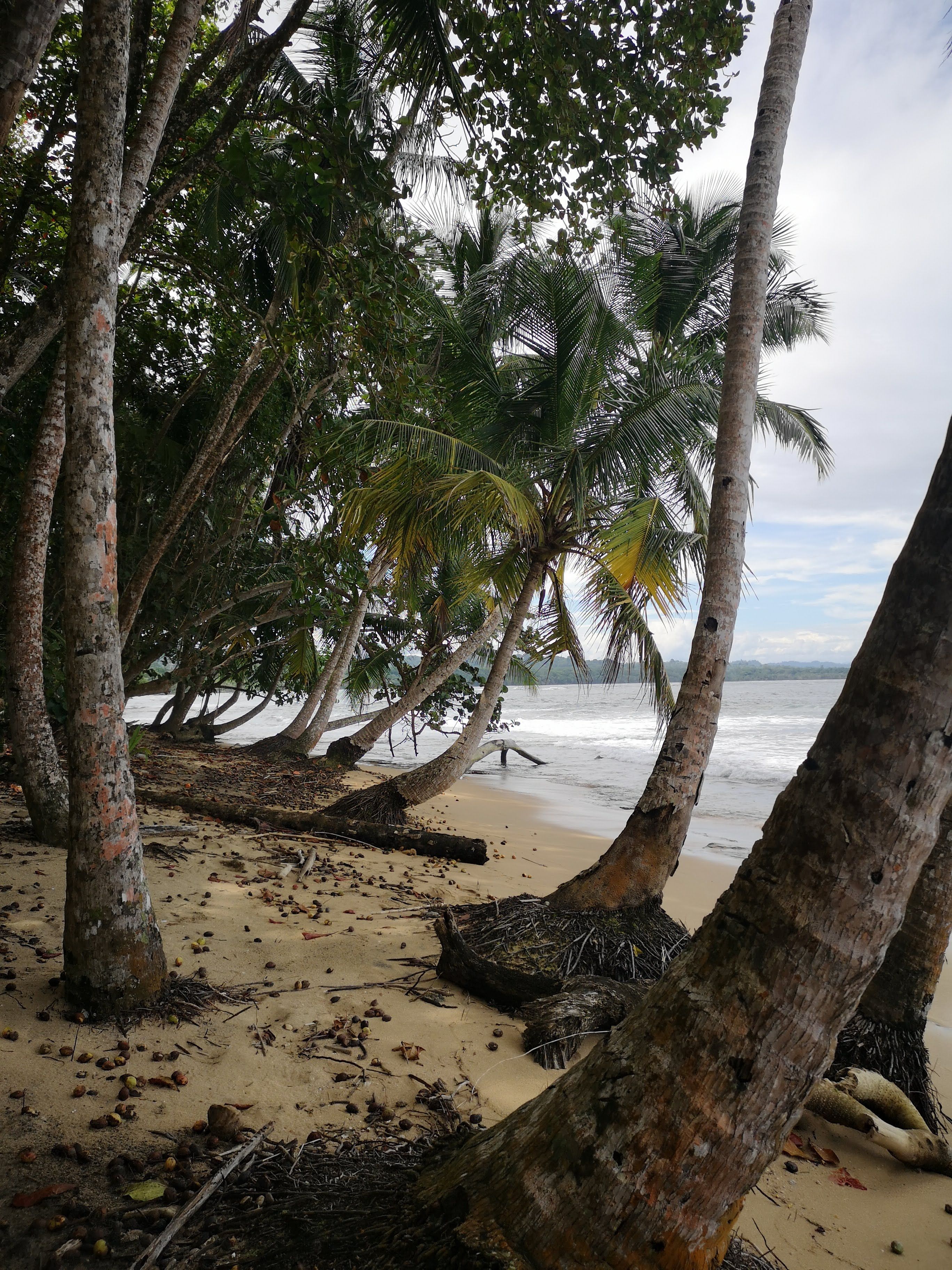 things to do in bocas del toro