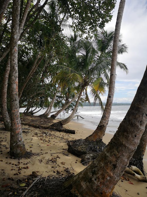 Palm Trees on Tropical Sea Shore