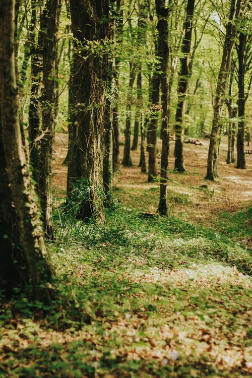 Free A peaceful forest scene with lush green foliage and sunlight filtering through the trees. Stock Photo