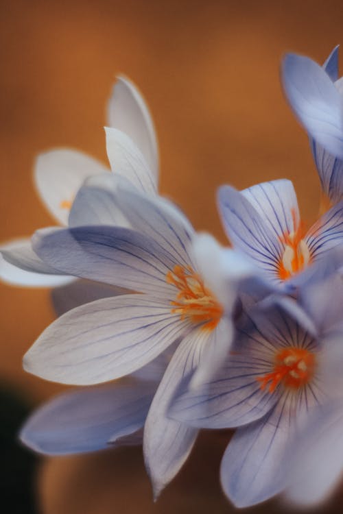 Blue Flowers Petals