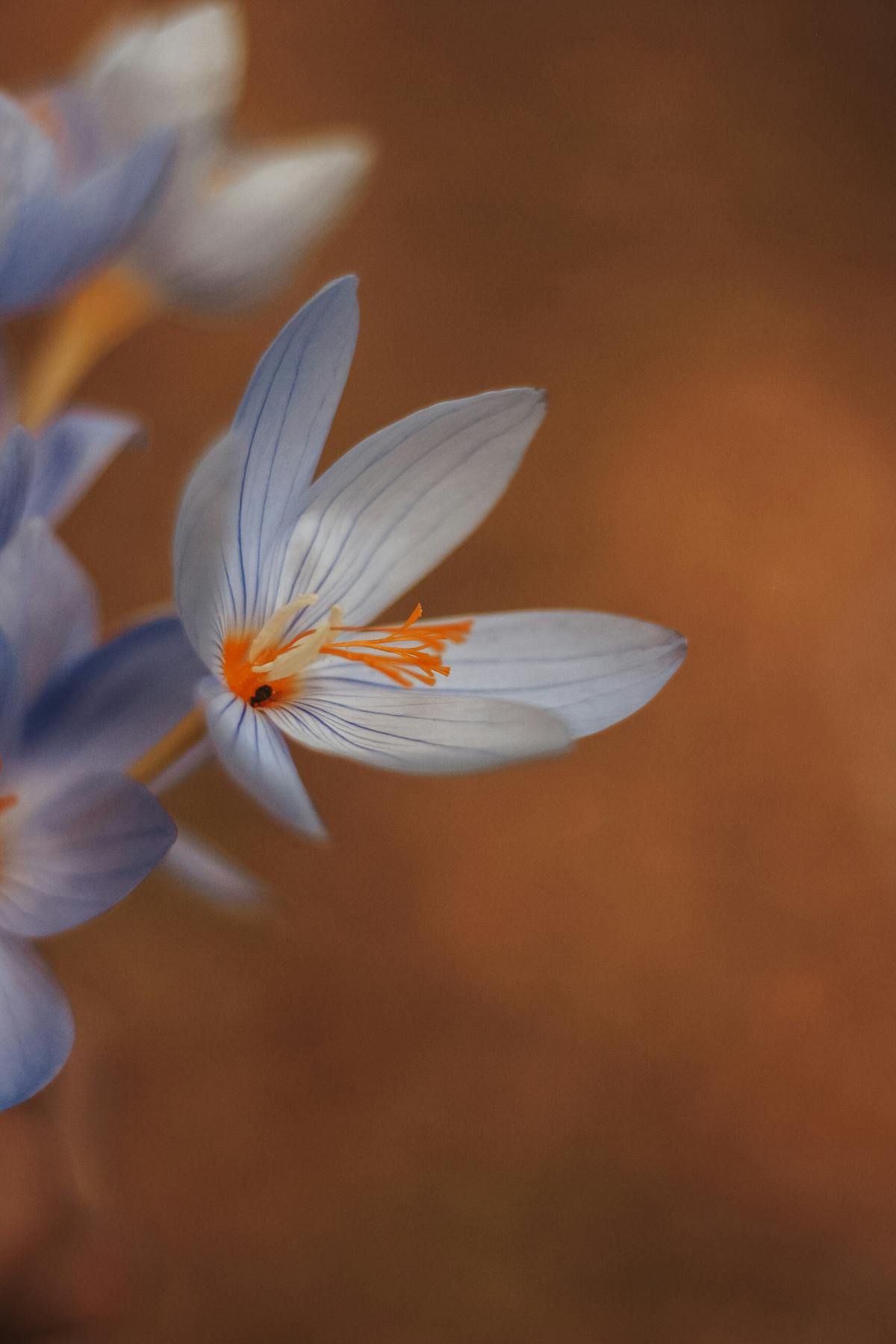 6 Petals Flower