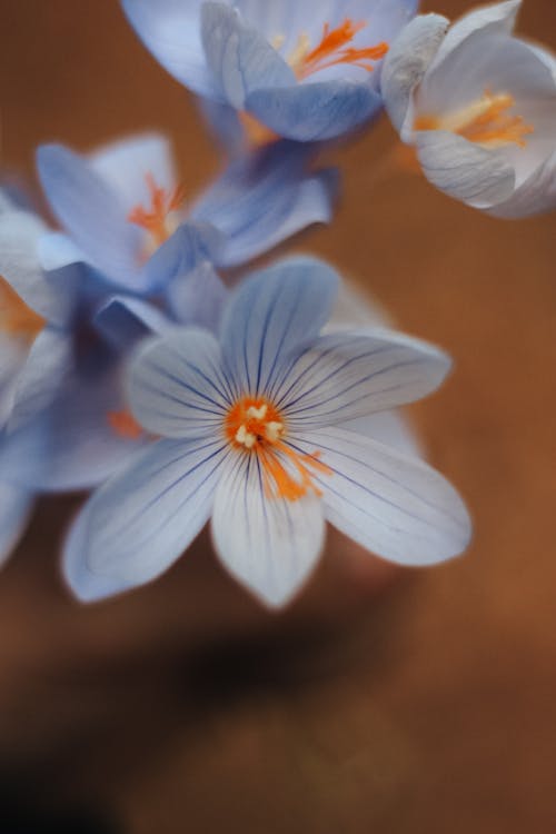 A close up of some blue flowers