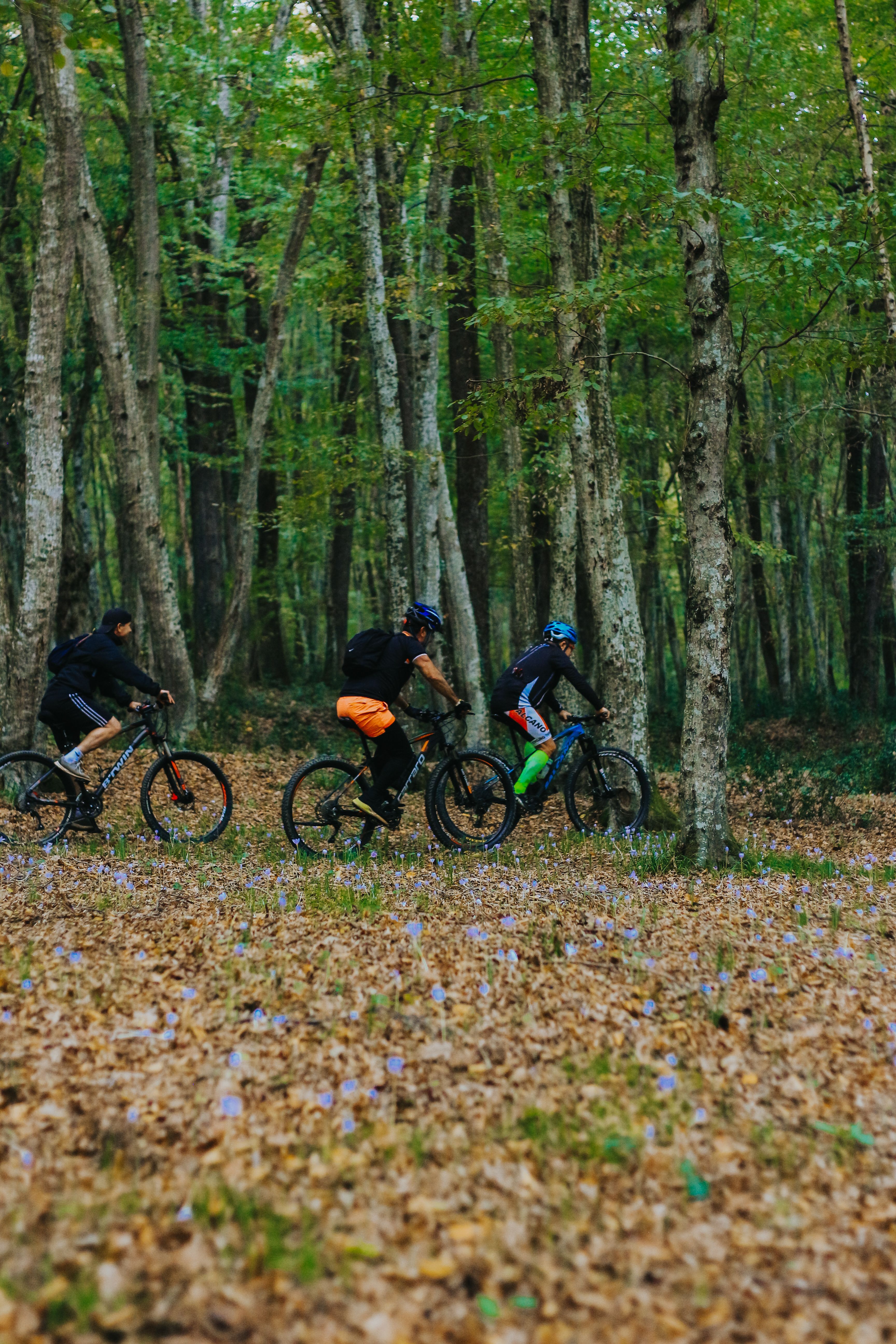 Men Riding Bikes in Forest · Free Stock Photo