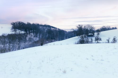 Leafless Trees on Snowed Hills