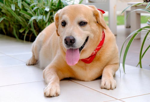 Immagine gratuita di amanti dei cani, animale, cane