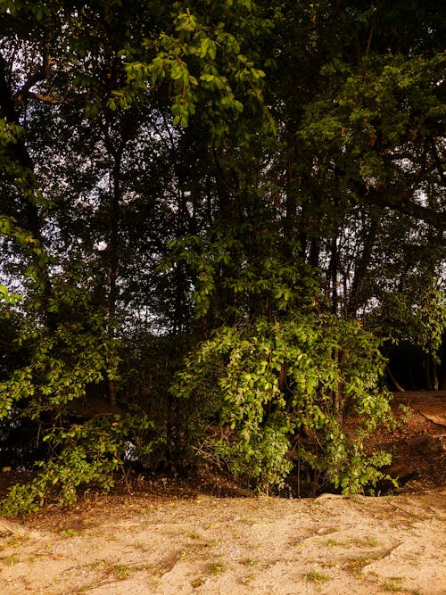 Бесплатное стоковое фото с вертикальный выстрел, деревья, заводы
