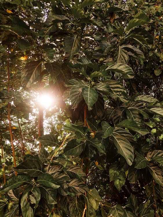 Sunlit Piercing Foliage Tree