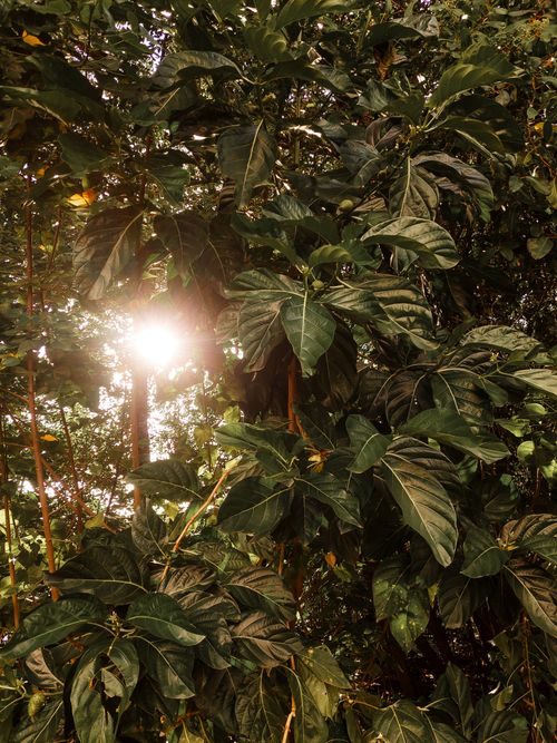 Free Sunlight filtering through lush foliage in a dense tropical forest, creating a serene natural scene. Stock Photo