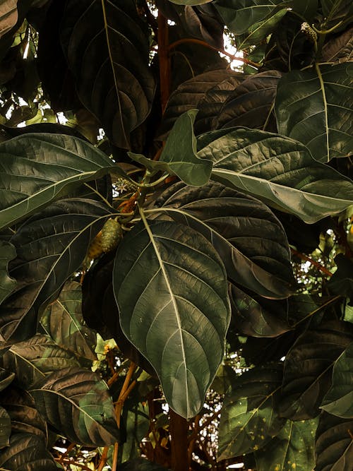 A close up of a tree with large leaves