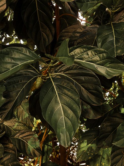 Free Dense green foliage captured in Recife, Brazil, showcasing vibrant leaves and natural growth. Stock Photo