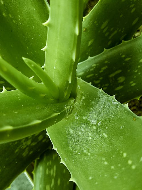 Základová fotografie zdarma na téma Aloe vera, eukalyptus, jednobarevný