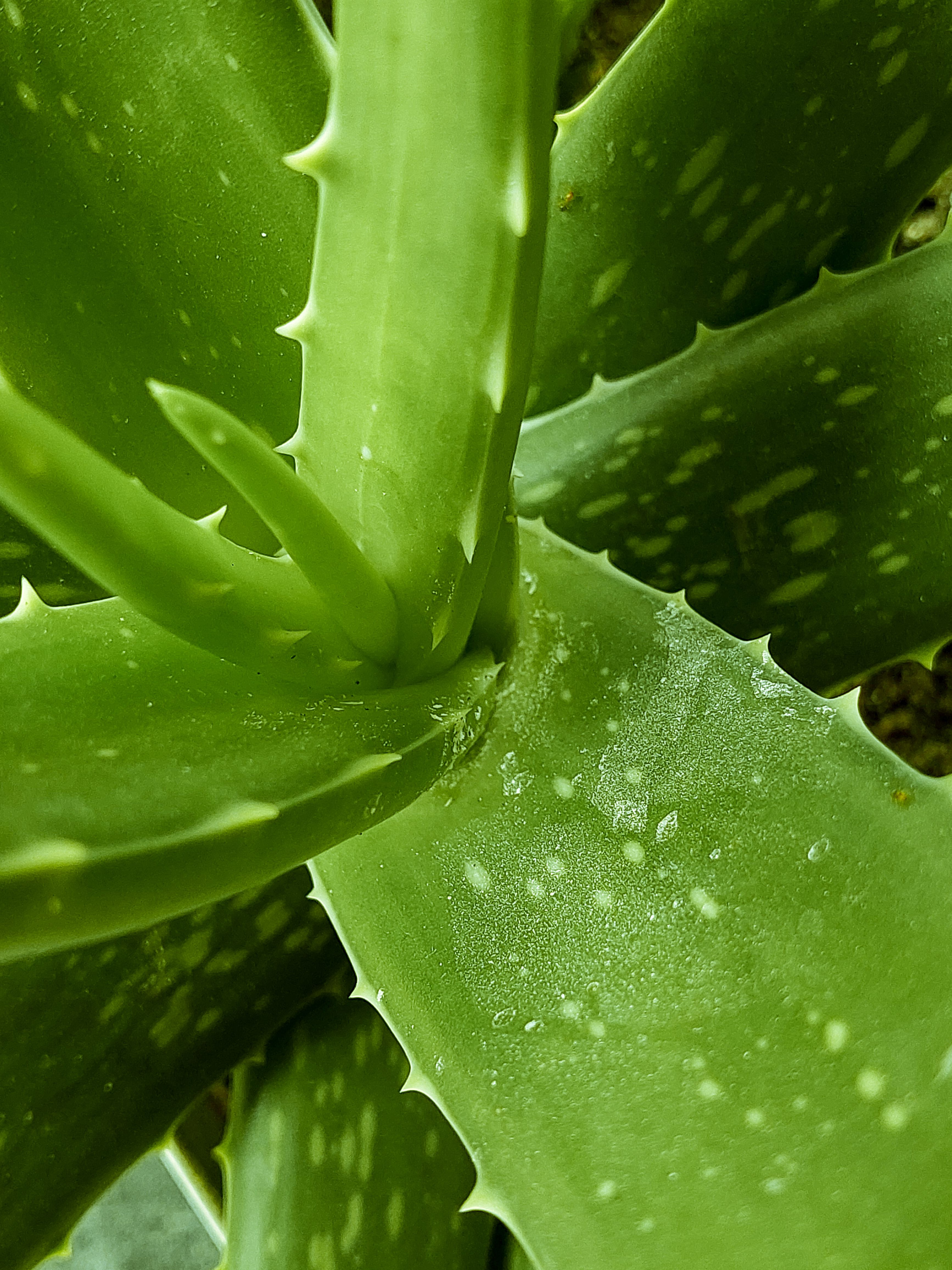 7.000+ Aloe Vera Pflanze Bilder und Fotos  Kostenlos Downloaden  Pexels  Stock-Fotos