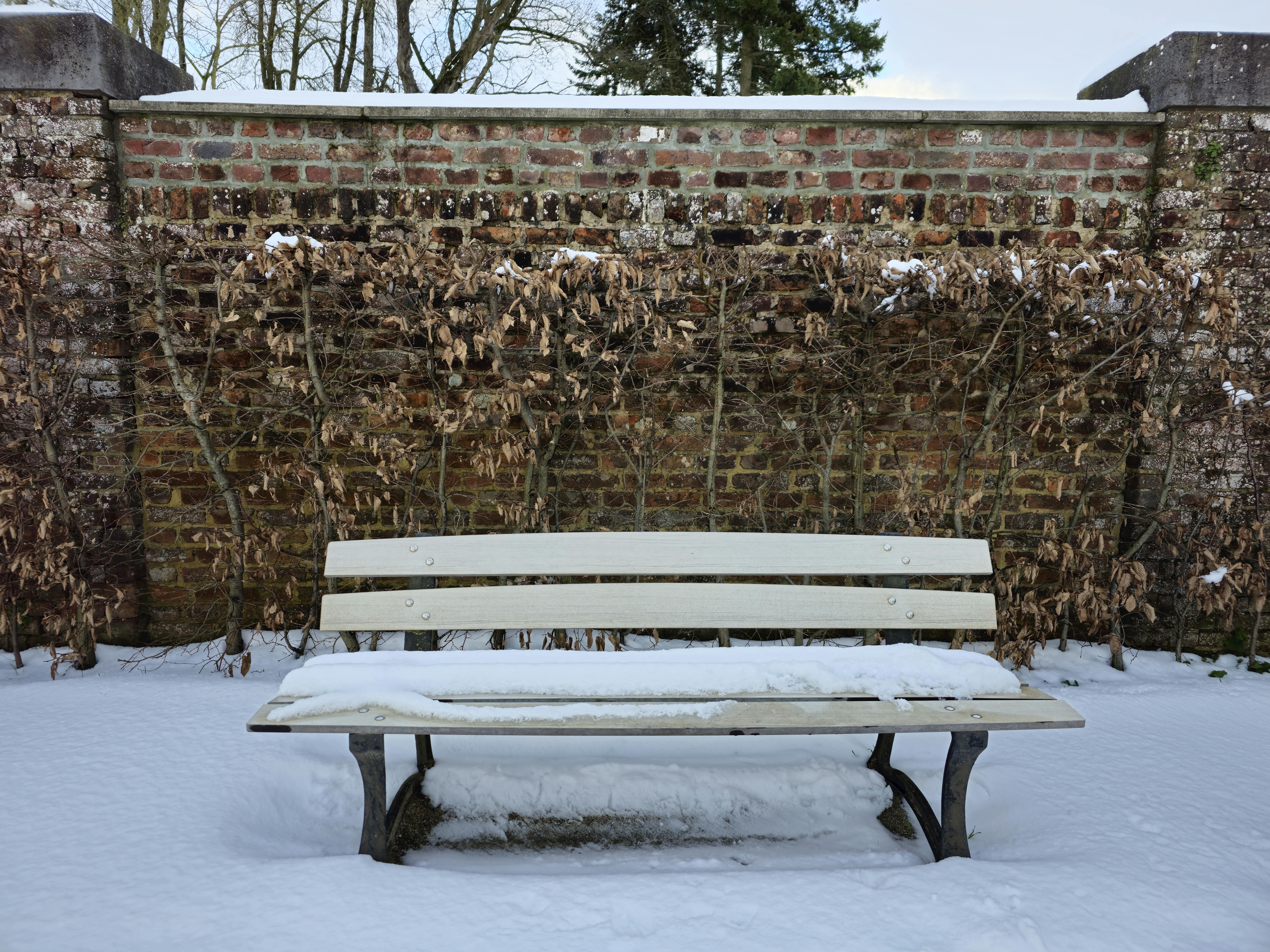 Photos gratuites de à feuilles persistantes, amas de neige, arbres