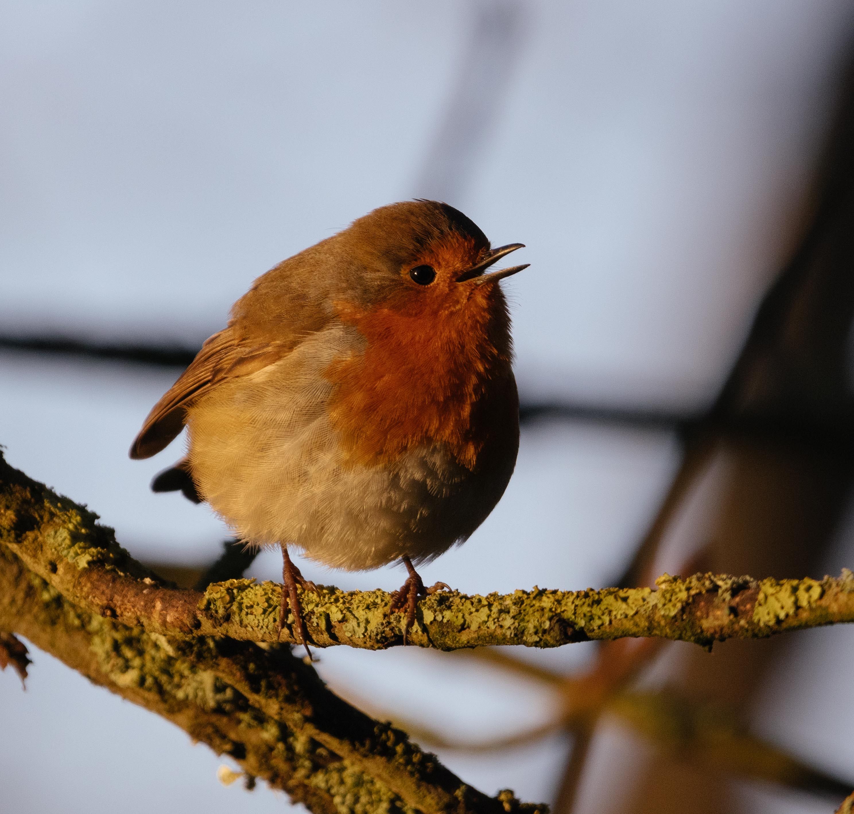 Robin Percing on branch · Free Stock Photo
