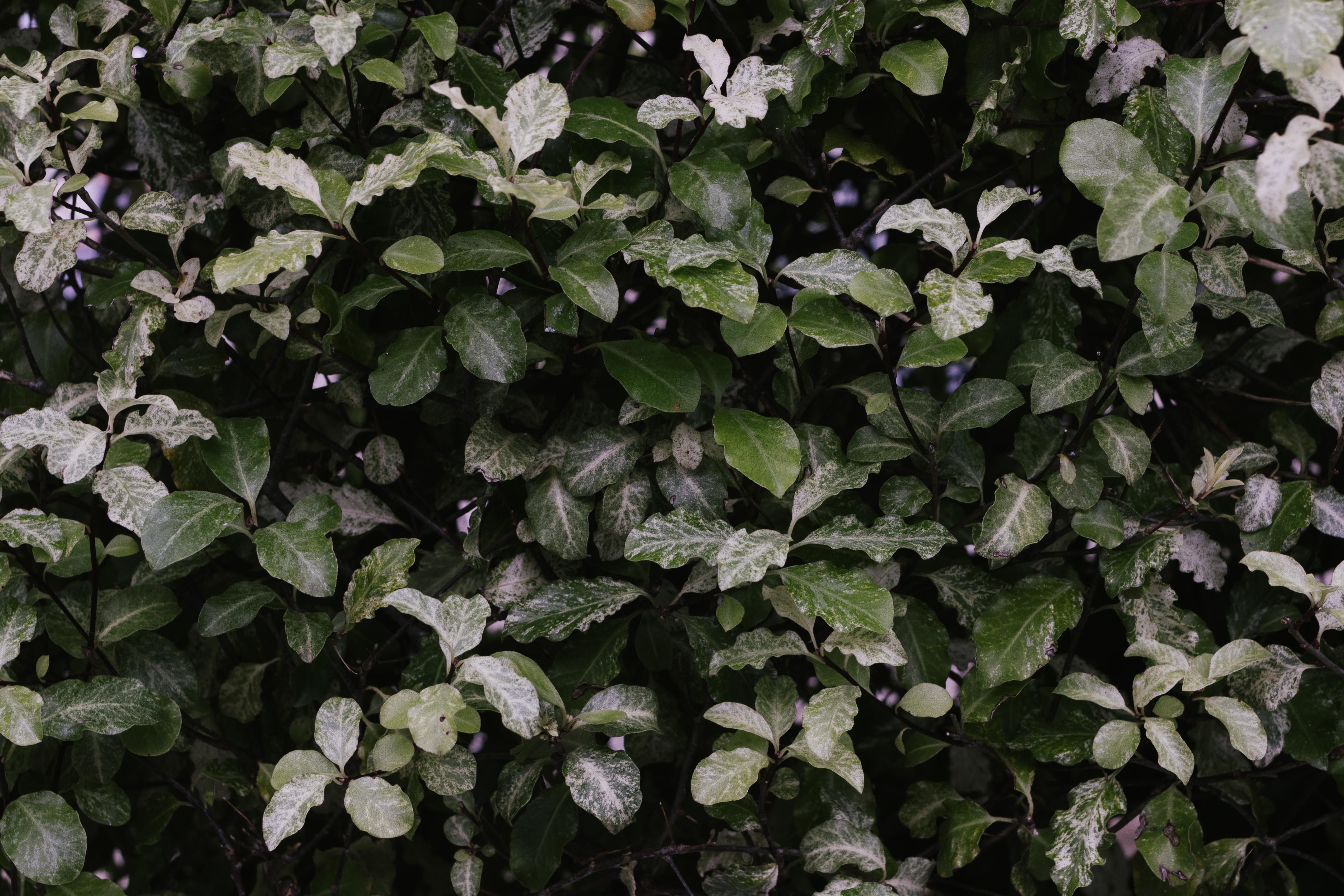chinese evergreen with variegated leaves - low maintenance plants