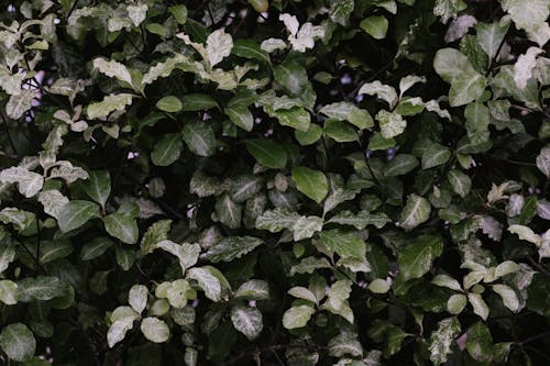 Lush Shrub with White and Green Leaves