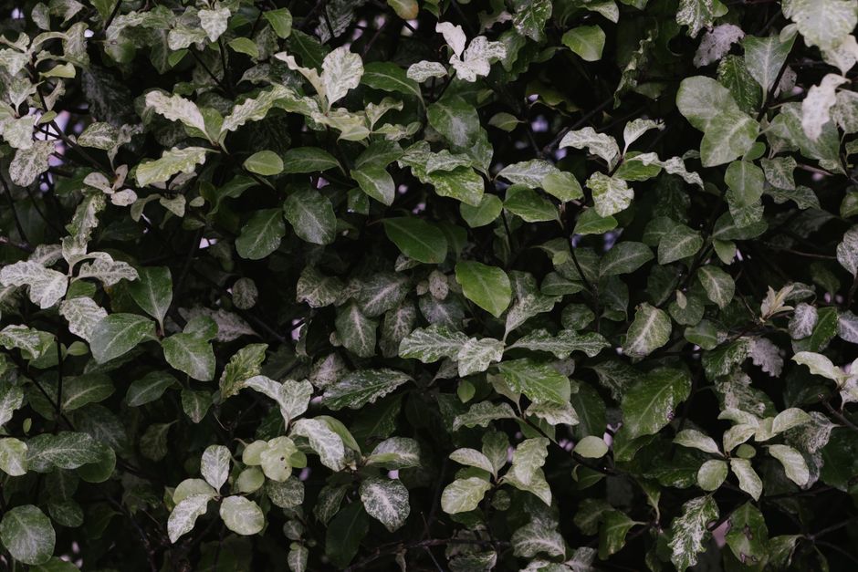 chinese evergreen with variegated leaves - low maintenance plants