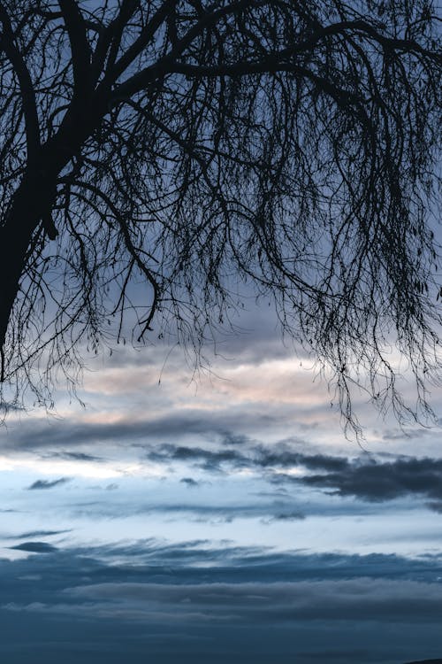 ağaç, akşam karanlığı, blue içeren Ücretsiz stok fotoğraf