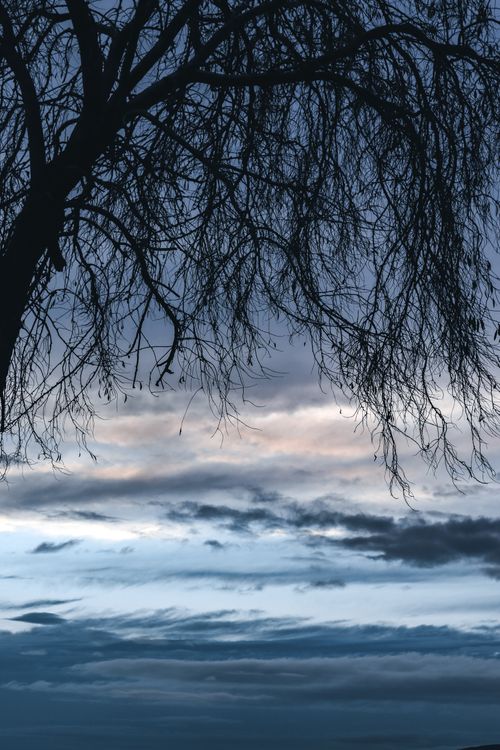 Free Silhouette of a leafless tree against a tranquil dusk sky in Şarköy, Tekirdağ, perfect for nature-inspired projects. Stock Photo