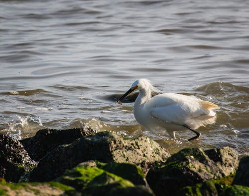 Gratis lagerfoto af dyrefotografering, fisk, fugl