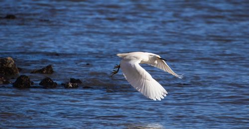 Free A white egret elegantly soars above the shimmering blue waters, showcasing nature's beauty. Stock Photo