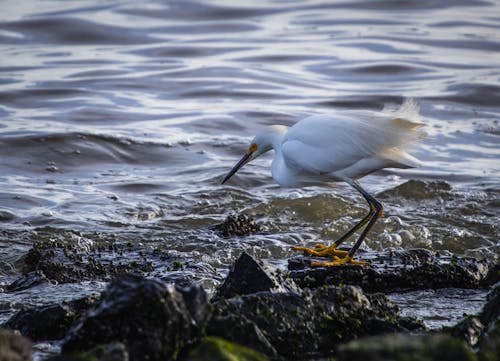 Gratis stockfoto met achtergrond, dierenfotografie, h2o