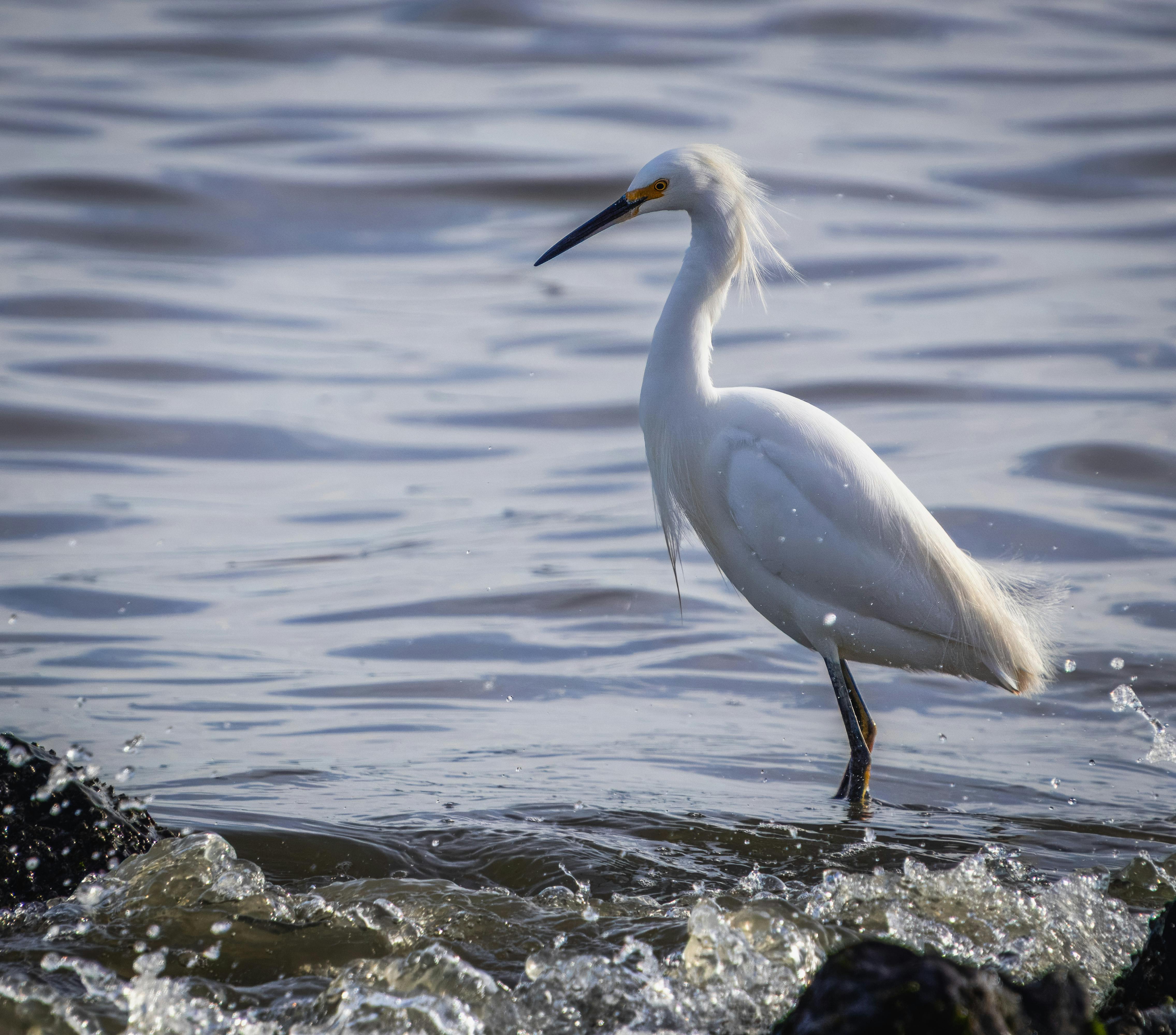 Free A snowy egret gracefully standing on a rocky lakeshore in natural light. Stock Photo