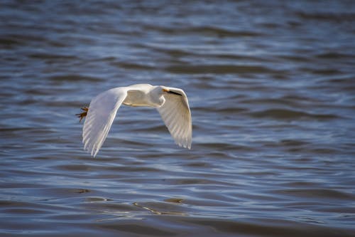 Heron Flying over Lake