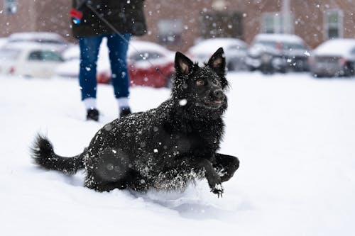 Gratis lagerfoto af baggrund, border collie, dyrefotografering