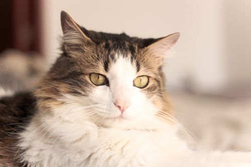 Free A beautiful fluffy domestic cat lounging comfortably indoors, showcasing its vibrant eyes and soft fur. Stock Photo