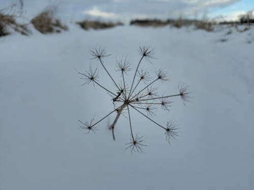Kostenloses Stock Foto zu natur, natürlich, schnee