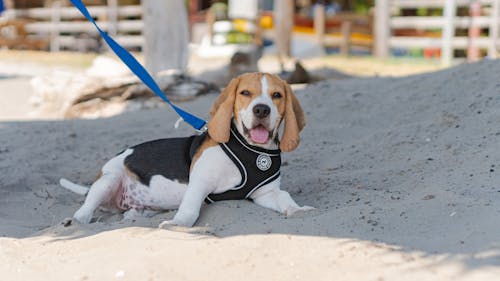 Δωρεάν στοκ φωτογραφιών με beagle, άμμος, επιλεκτική εστίαση