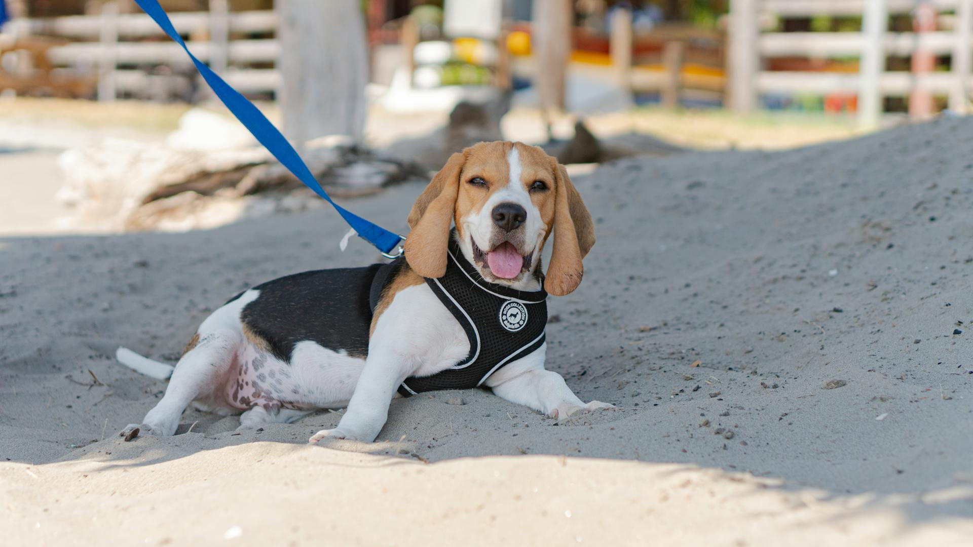 Beagle Dog Lying Down on Beach