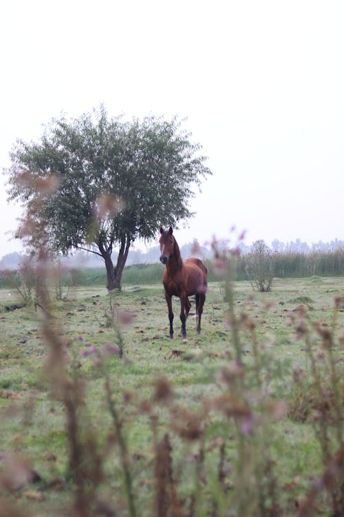Horse on Grassland