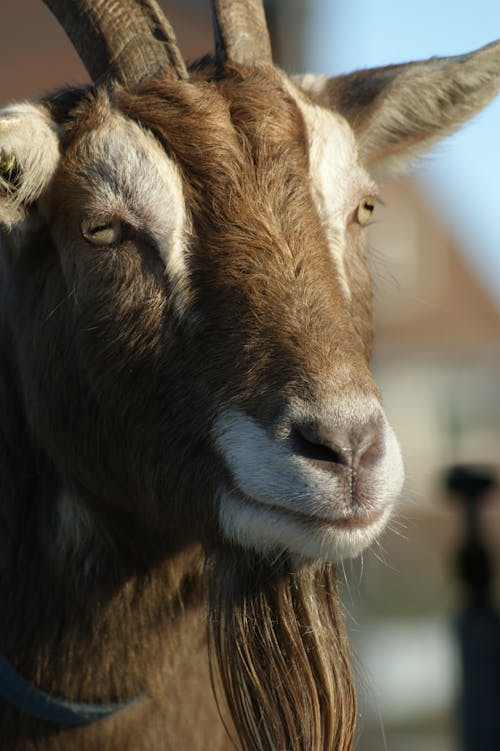 動物攝影, 垂直拍攝, 家畜 的 免費圖庫相片