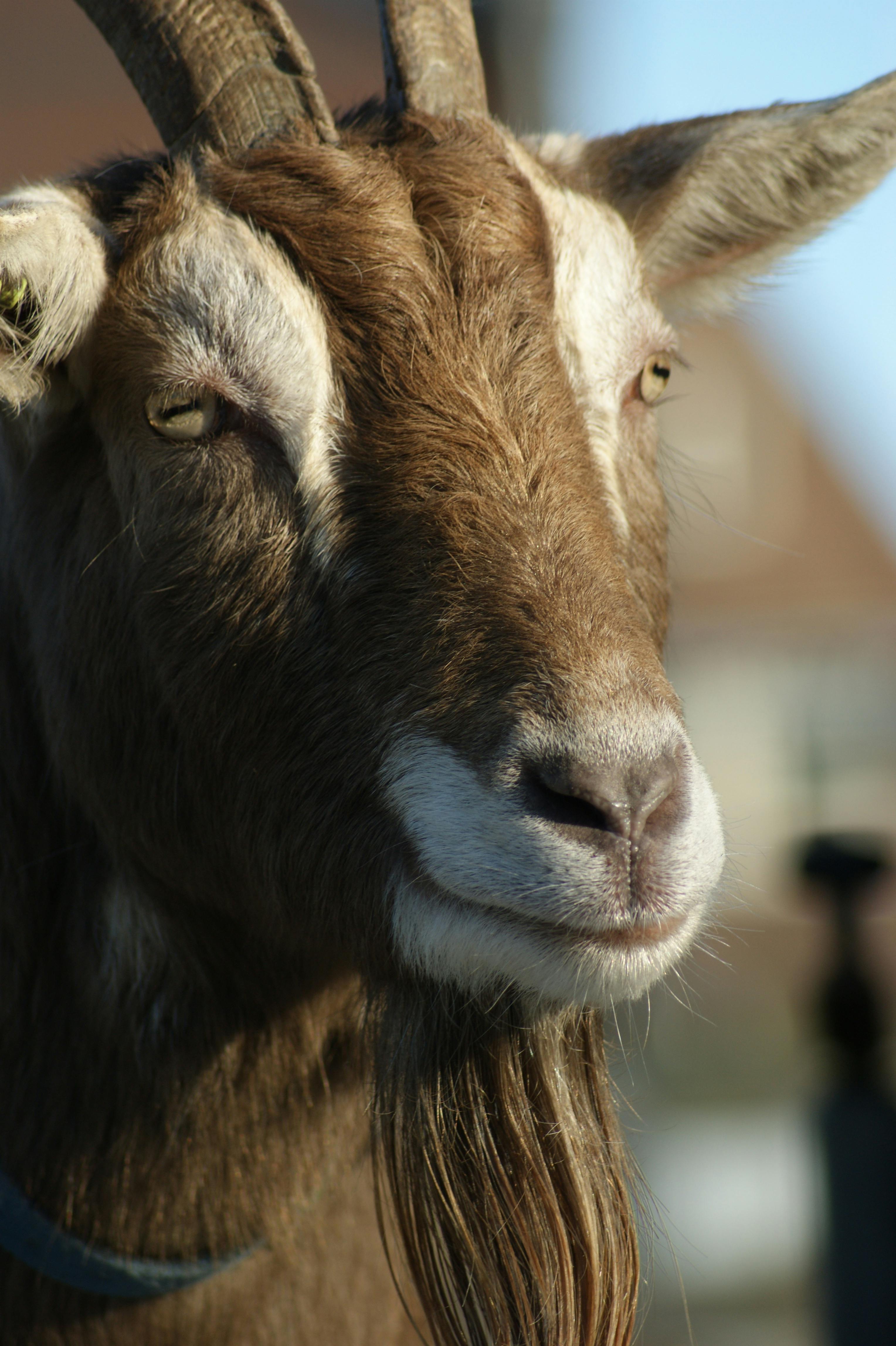 Gratuit Photos gratuites de agriculture, animal à cornes, animal de basse-cour Photos