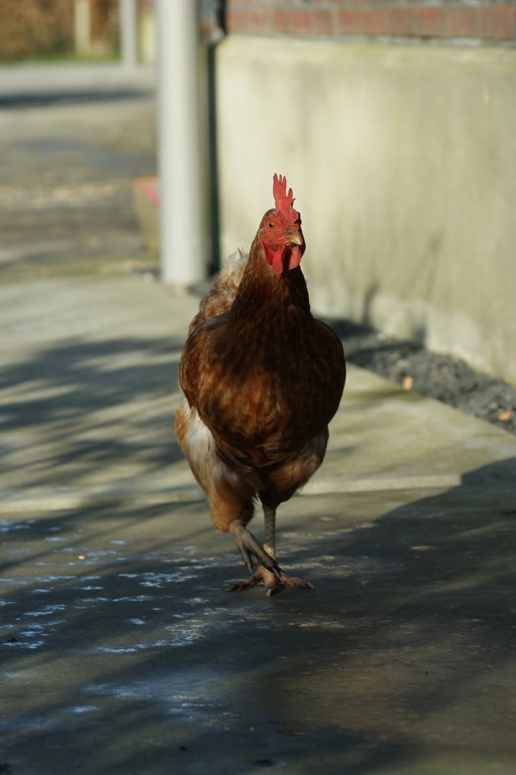 Rooster On Pavement