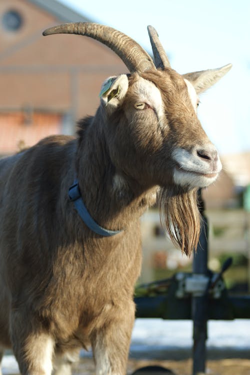 Fotobanka s bezplatnými fotkami na tému hlava, koza, na zvislo