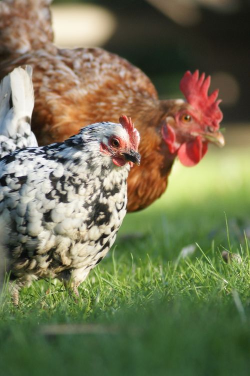 Free A detailed shot of a rooster and hen standing on green grass in natural light. Stock Photo